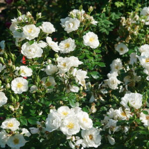 Rosa Oso Easy Ice Bay® (PW)