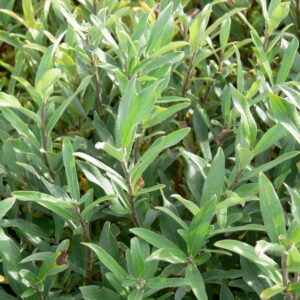 Salix brachyocarpa Blue Fox