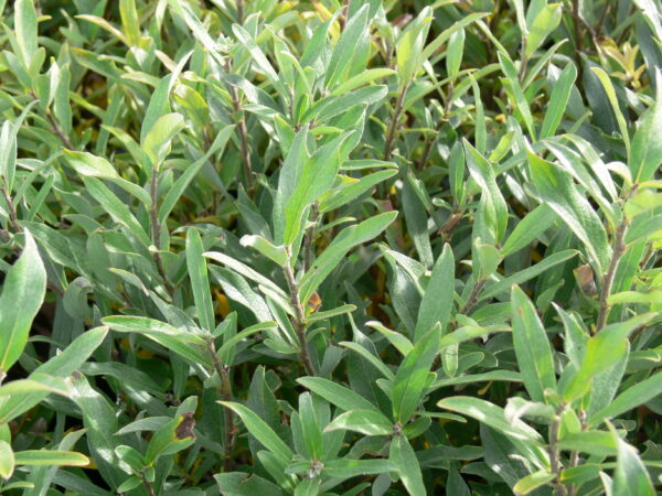 Salix brachyocarpa Blue Fox