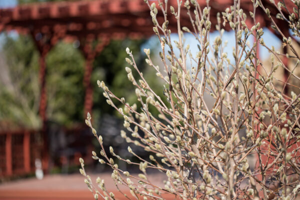 Salix candida Iceberg Alley® (FE) - Image 3