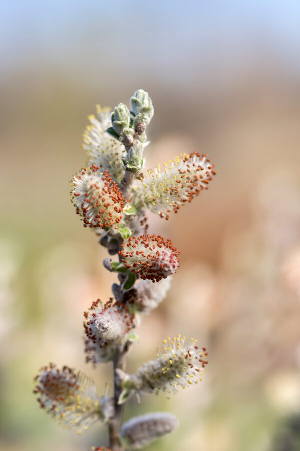 Salix candida Iceberg Alley® (FE) - Image 4