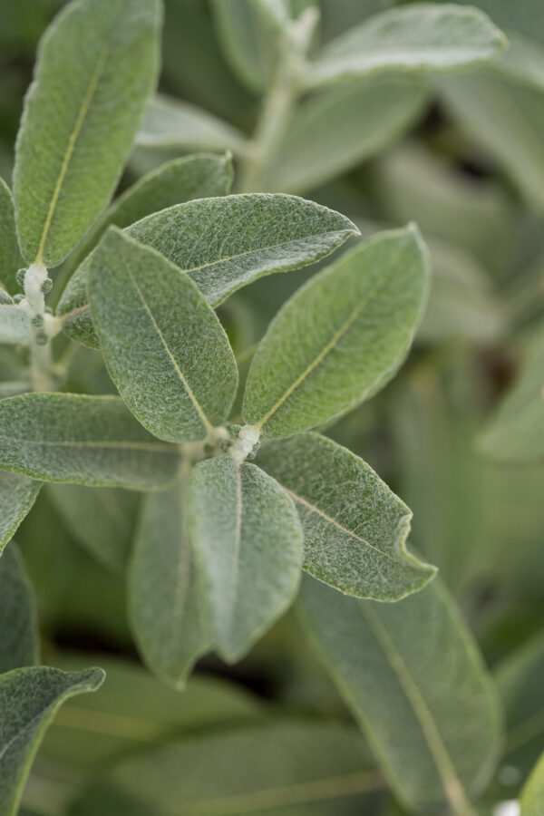 Salix candida Iceberg Alley® (FE) - Image 5