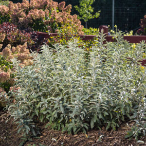Salix candida Iceberg Alley® (FE)