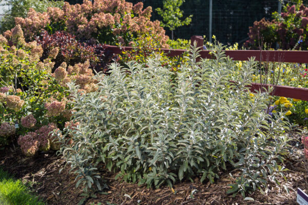 Salix candida Iceberg Alley® (FE)