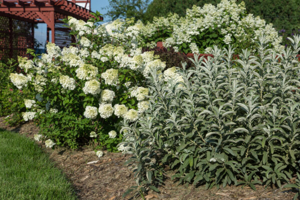 Salix candida Iceberg Alley® (FE) - Image 2