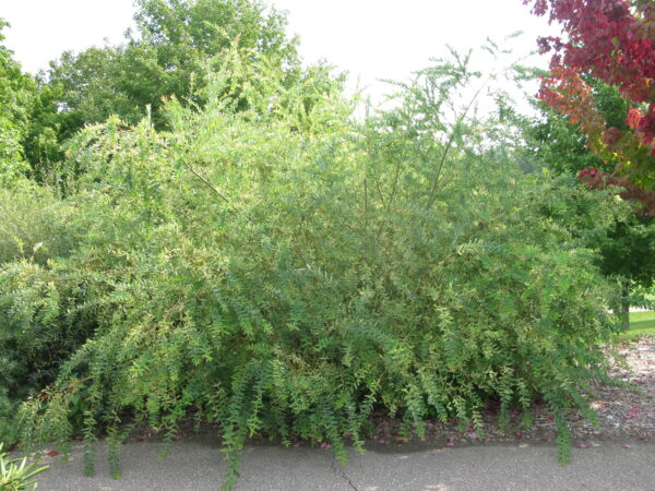 Salix integra Hakuro Nishiki - Image 3