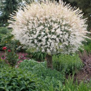 Salix integra Hakuro Nishiki
