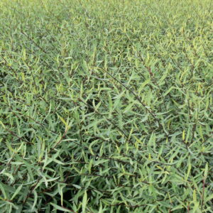 Salix purpurea Nana