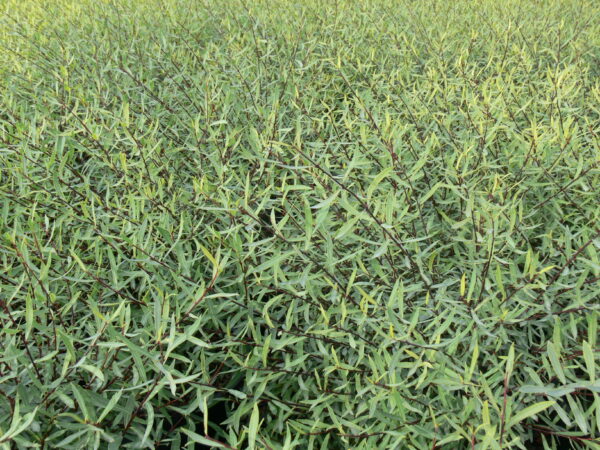 Euonymus turkestanica Nana - Image 3