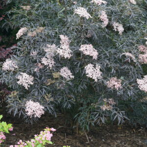 Sambucus nigra Black Lace® (PW)
