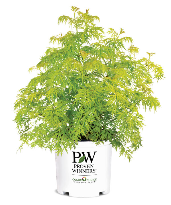 Sambucus racemosa Lemony Lace® (PW) - Image 4
