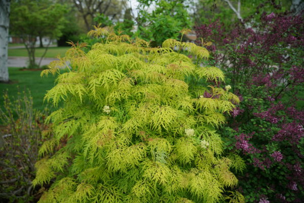Sambucus racemosa Lemony Lace® (PW) - Image 2