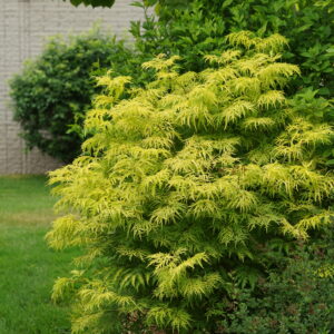 Sambucus racemosa Lemony Lace® (PW)