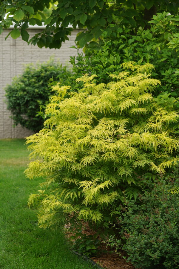 Sambucus racemosa Lemony Lace® (PW)