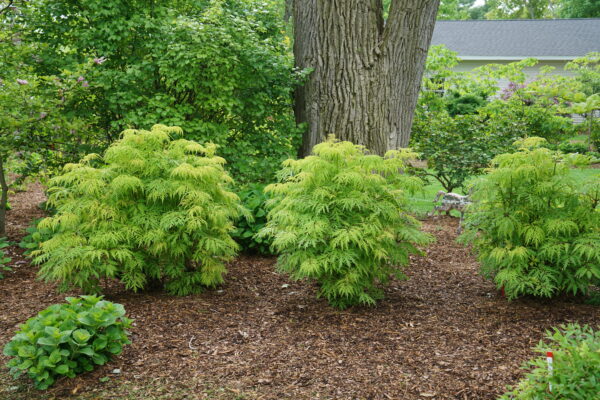 Sambucus racemosa Lemony Lace® (PW) - Image 3