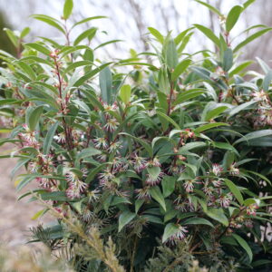 Sarcococca Sweet & Lo™ (PW)