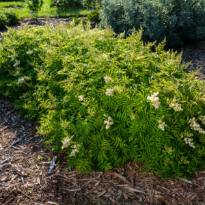 Sorbaria sorbifolia Matcha Ball® (FE)