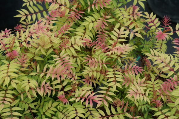 Sorbaria sorbifolia Mr. Mustard® (PW) - Image 2