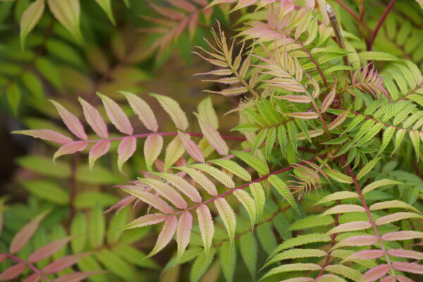 Sorbaria sorbifolia Mr. Mustard® (PW) - Image 3