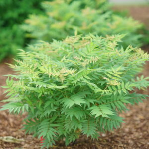 Sorbaria sorbifolia Mr. Mustard® (PW)