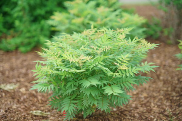 Sorbaria sorbifolia Mr. Mustard® (PW)
