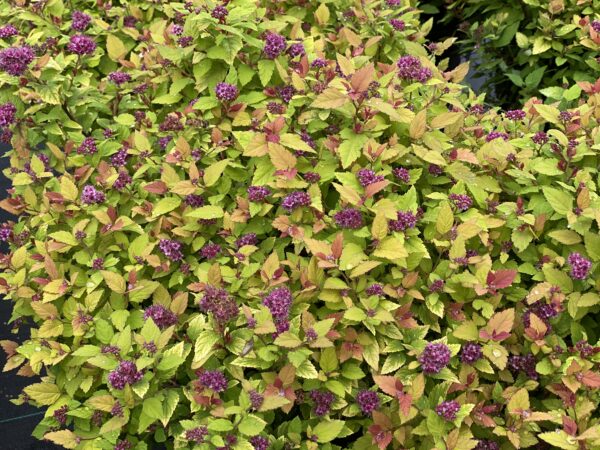 Spiraea Double Play Dolly® (PW) - Image 5