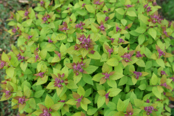Spiraea Double Play Dolly® (PW) - Image 3