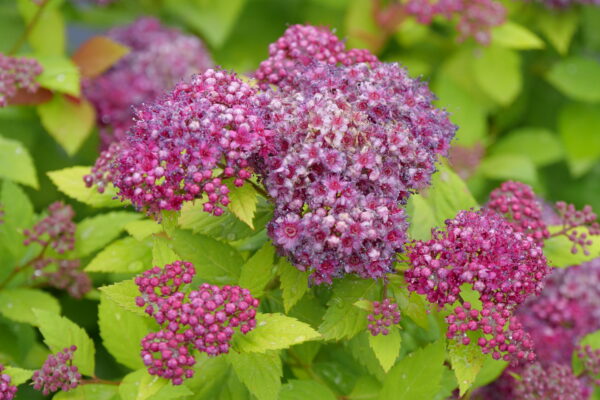 Spiraea Double Play Dolly® (PW) - Image 4