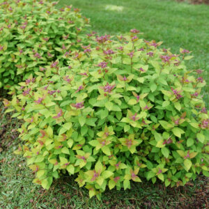 Spiraea Double Play Dolly® (PW)