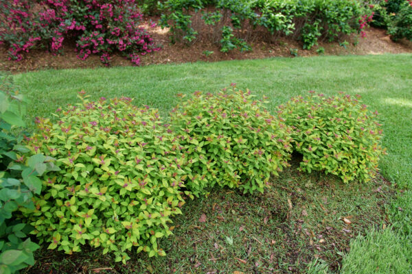 Spiraea Double Play Dolly® (PW) - Image 2