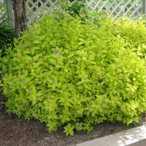 Spiraea Goldmound
