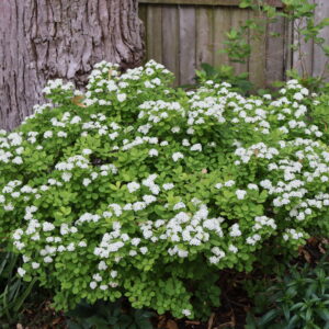 Spiraea betulifolia Glow Girl® (PW)