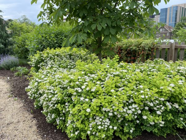 Spiraea betulifolia Glow Girl® (PW) - Image 2