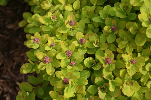 Spiraea betulifolia Glow Girl® (PW) - Image 4