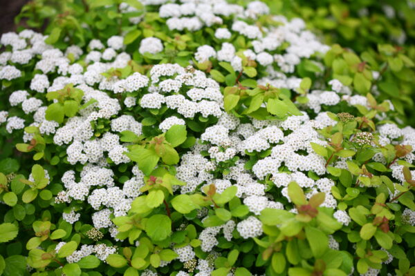 Spiraea betulifolia Glow Girl® (PW) - Image 5