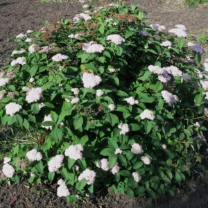Spiraea betulifolia Tor