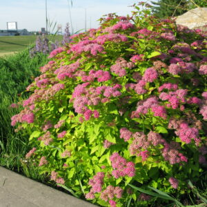 Spiraea bumalda Goldflame