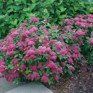 Spiraea jap. Double Play Doozie® (PW)
