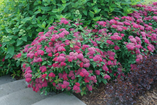 Spiraea jap. Double Play Doozie® (PW)