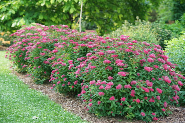 Spiraea jap. Double Play Doozie® (PW) - Image 2