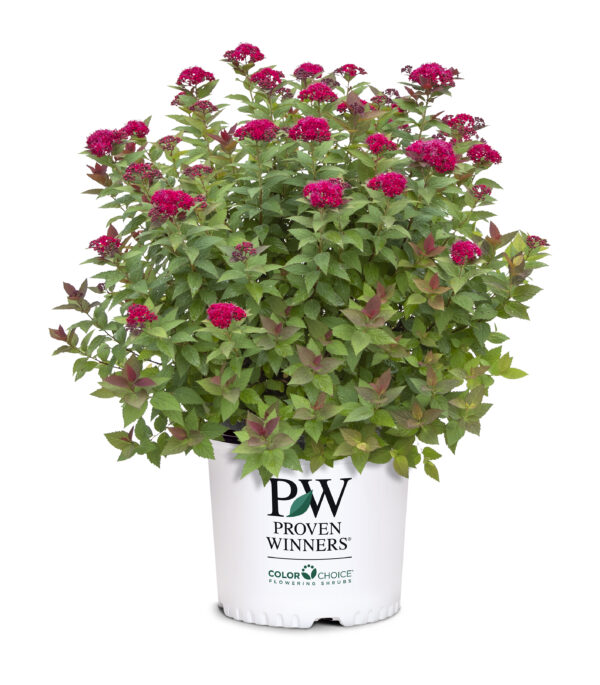 Spiraea jap. Double Play Doozie® (PW) - Image 5