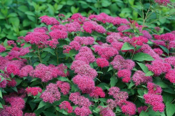 Spiraea jap. Double Play Doozie® (PW) - Image 4