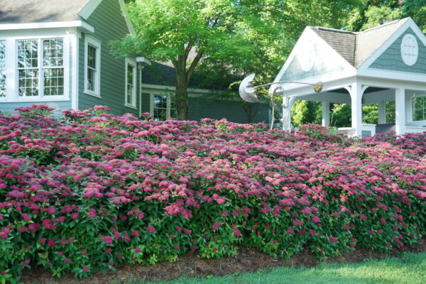 Spiraea jap. Double Play Doozie® (PW) - Image 3