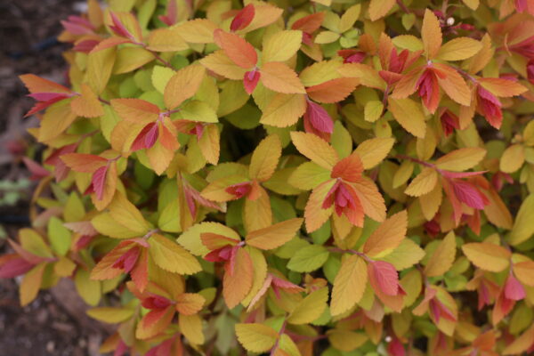 Spiraea jap. Double Play Big Bang® (PW) - Image 5