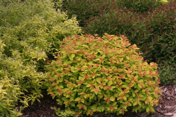 Spiraea jap. Double Play Big Bang® (PW) - Image 4