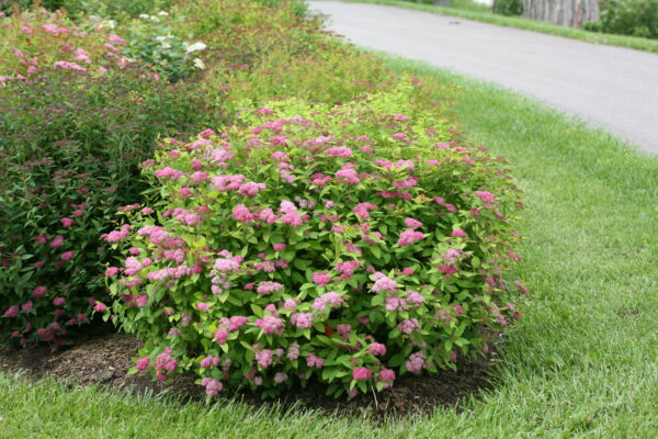 Spiraea jap. Double Play Big Bang® (PW)