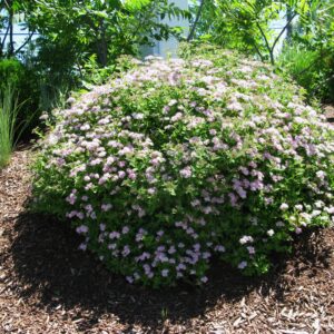 Spiraea japonica Little Princess