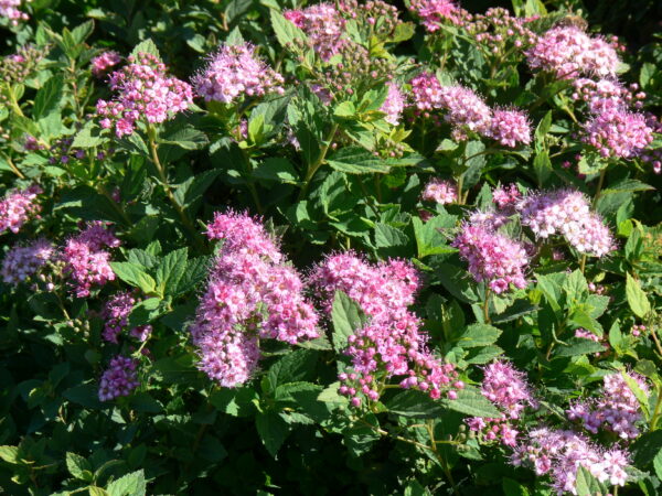Spiraea japonica Little Princess - Image 2
