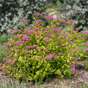Spiraea japonica Little Spark® (FE)
