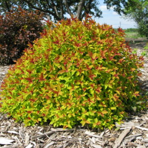 Spiraea japonica Magic Carpet